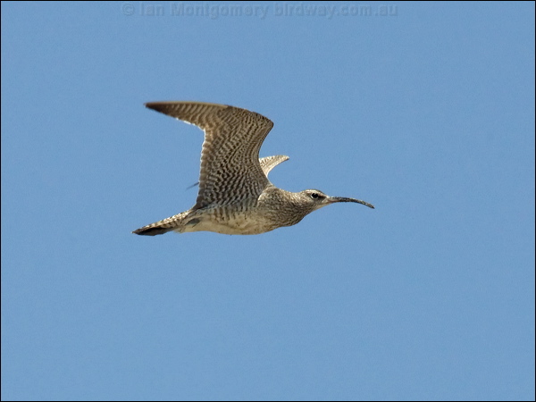 Eurasian Whimbrel whimbrel_94136.psd