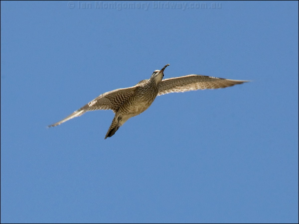 Eurasian Whimbrel whimbrel_94137.psd