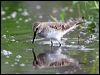white_rump_sandpiper24064