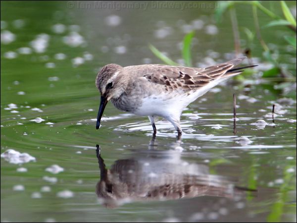 White-rumped Sandpiper white_rump_sandpiper24064.jpg