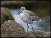 willet_107658