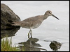 willet_108254
