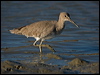 willet_109878
