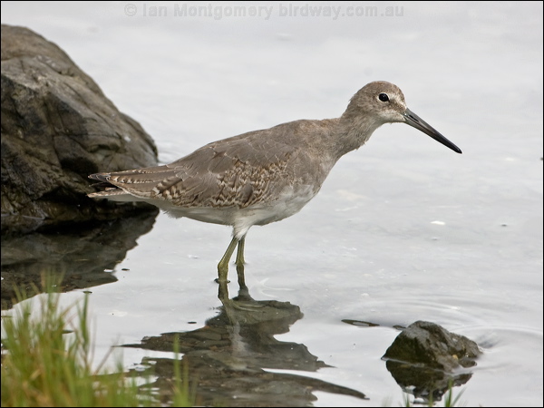 Willet willet_108254.psd