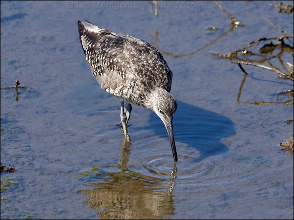 Willet willet_79864.psd