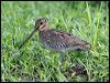 wilsons_snipe_23961