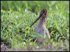 wilsons_snipe_23995
