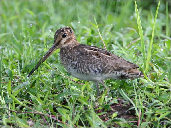 Wilson's Snipe wilsons_snipe_23961.jpg