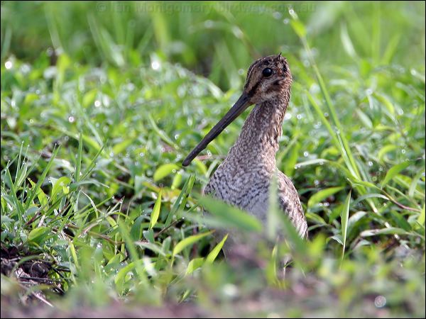 Wilson's Snipe wilsons_snipe_23995.jpg