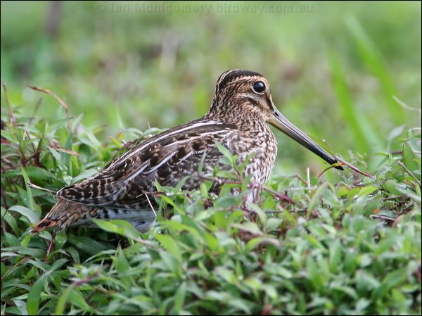 Wilson's Snipe wilsons_snipe_24060.jpg