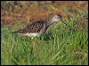 wood_sandpiper_142896