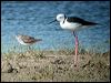wood_sandpiper_40263