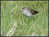 wood_sandpiper_40285