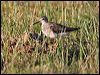 wood_sandpiper_42326