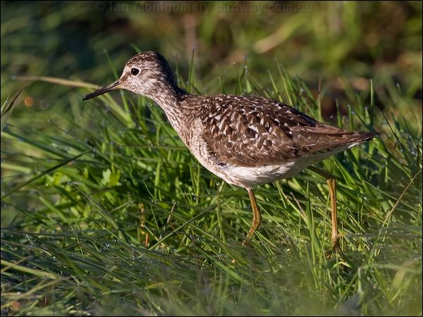 Wood Sandpiper wood_sandpiper_142873.psd
