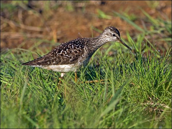 Wood Sandpiper wood_sandpiper_142896.psd