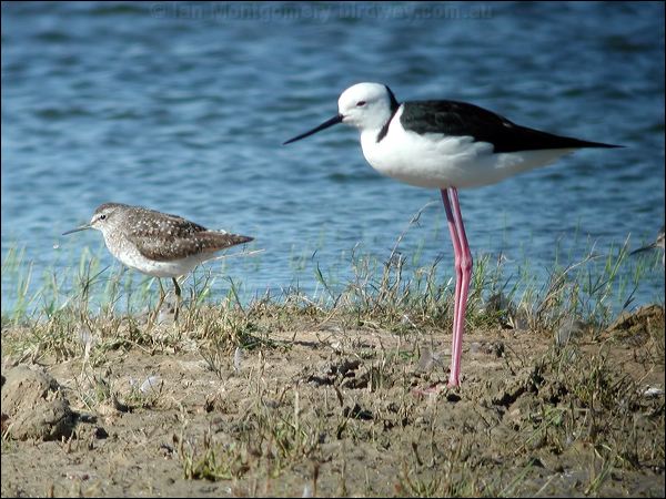 Wood Sandpiper wood_sandpiper_40263.jpg