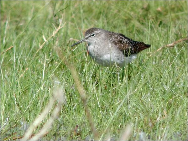 Wood Sandpiper wood_sandpiper_40285.jpg