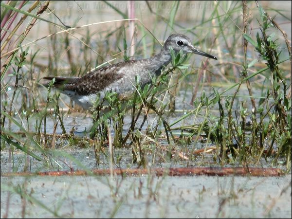 Wood Sandpiper wood_sandpiper_40317.psd