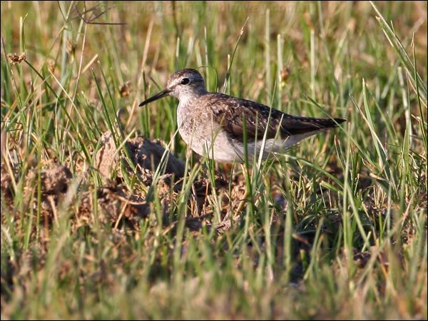 Wood Sandpiper wood_sandpiper_42326.psd