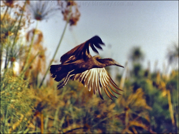 Hamerkop hamerkop_s0012.psd