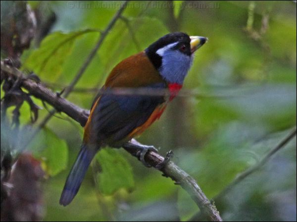 Toucan Barbet toucan_barbet_25014.psd