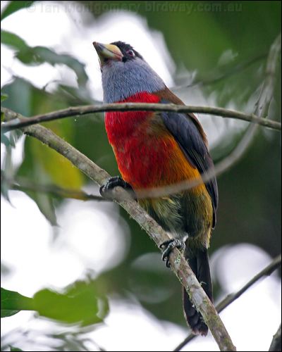 Toucan Barbet toucan_barbet_25021.psd