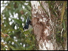 blue_nuthatch_56031