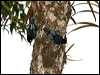 blue_nuthatch_56032