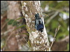 blue_nuthatch_56034