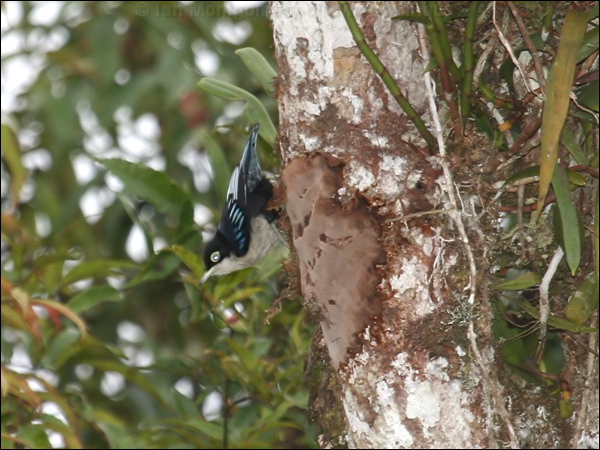 Blue Nuthatch blue_nuthatch_56031.jpg
