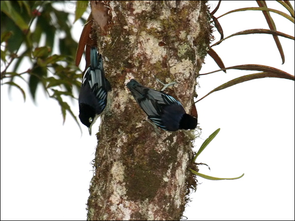 Blue Nuthatch blue_nuthatch_56032.jpg