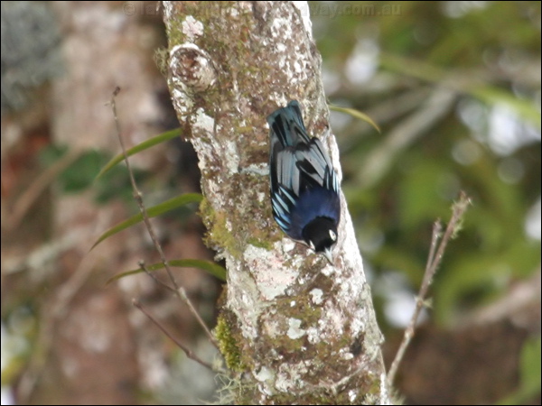 Blue Nuthatch blue_nuthatch_56034.jpg