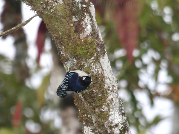 Blue Nuthatch blue_nuthatch_56036.jpg