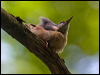 eurasian_nuthatch_169338
