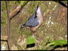 eurasian_nuthatch_169341