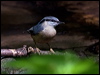 eurasian_nuthatch_169345