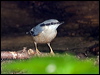 eurasian_nuthatch_169346