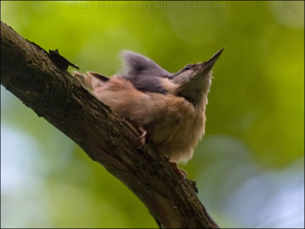 Eurasian Nuthatch eurasian_nuthatch_169338.psd