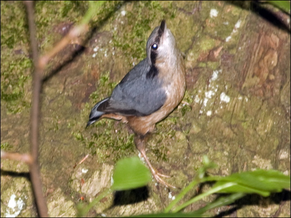 Eurasian Nuthatch eurasian_nuthatch_169341.psd