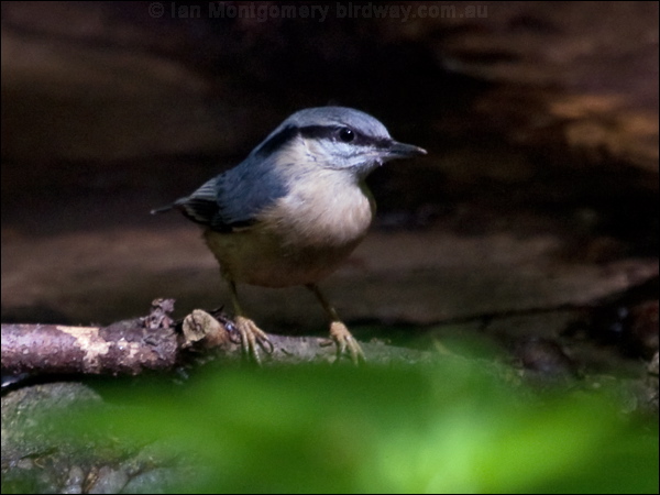 Eurasian Nuthatch eurasian_nuthatch_169345.psd