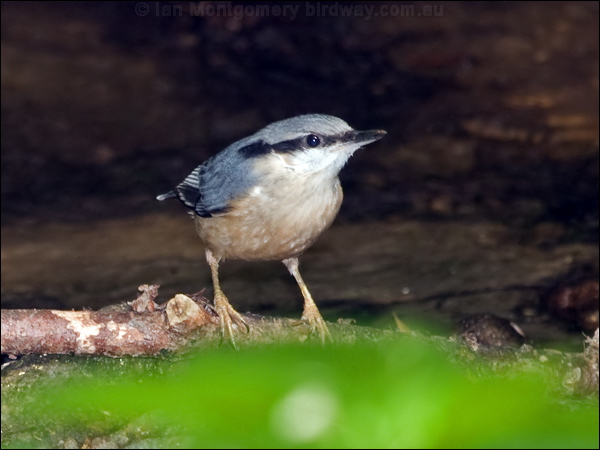 Eurasian Nuthatch eurasian_nuthatch_169346.psd
