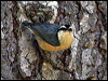 Click here to enter gallery and see photos of: Pygmy, White-breasted, Red-breasted and Blue Nuthatches.