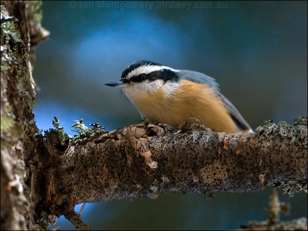 Red-breasted Nuthatch red_breast_nuthatch_109014.psd