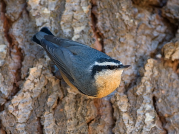 Red-breasted Nuthatch red_breast_nuthatch_109397.psd