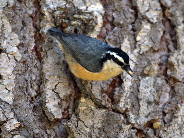 Red-breasted Nuthatch red_breast_nuthatch_66983.psd