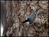 whitebreastnuthatch_110724
