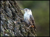 whitebreastnuthatch_69458