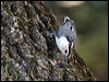 whitebreastnuthatch_69463