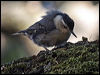 whitebreastnuthatch_69478